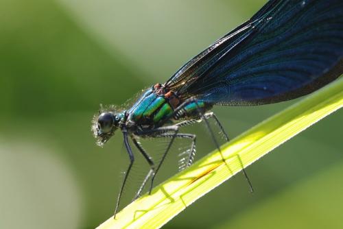 Calopteryx virgo